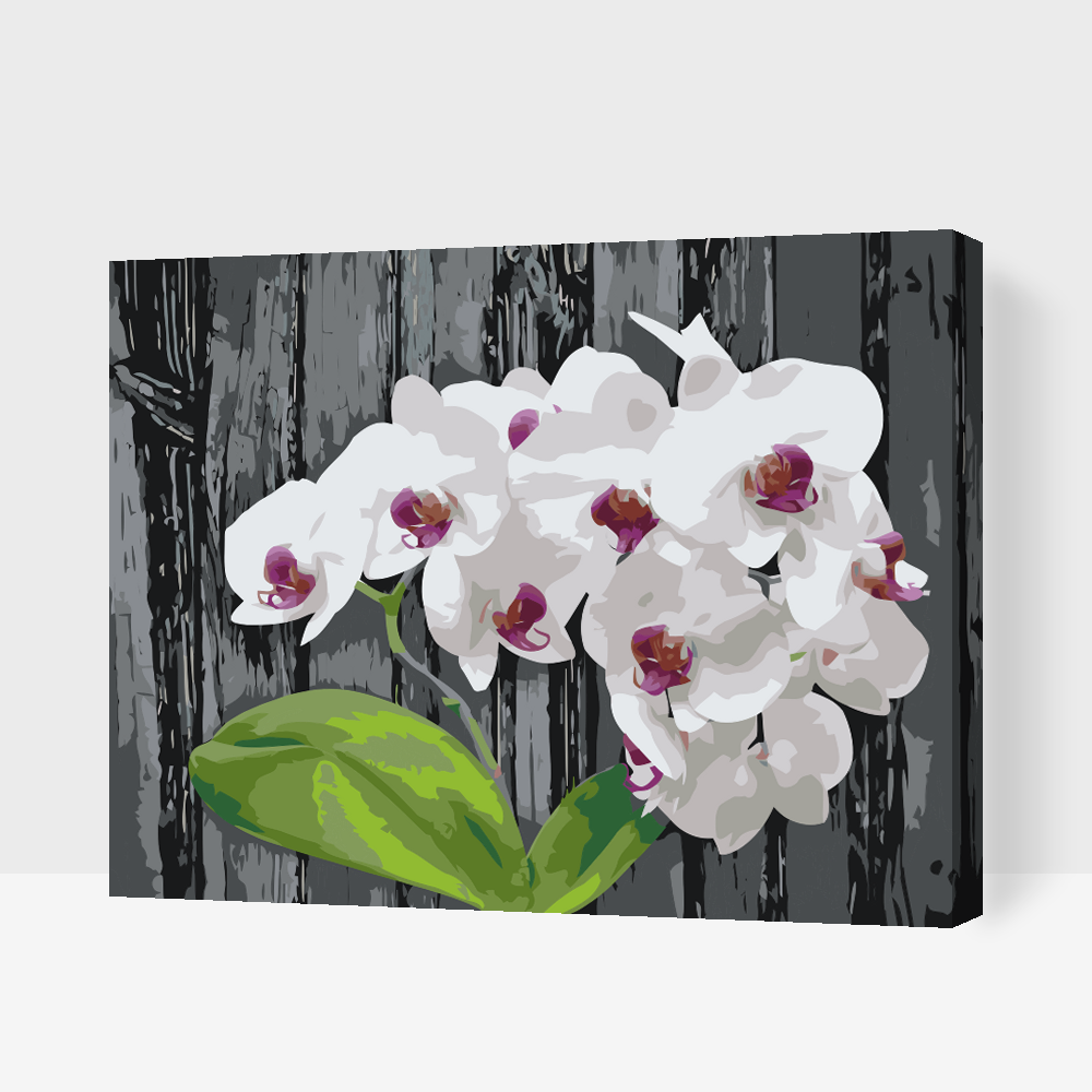 Malování podle čísel - White Orchid
