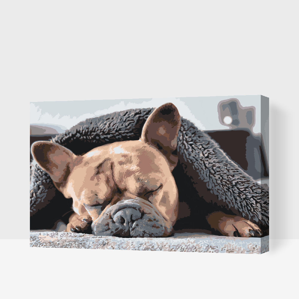 Malování podle čísel - Tired Bulldog